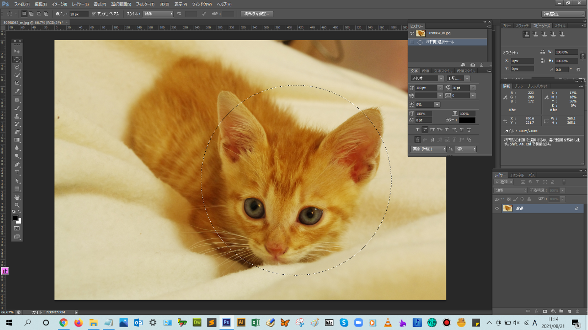 猫の顔を楕円形選択ツールで囲む